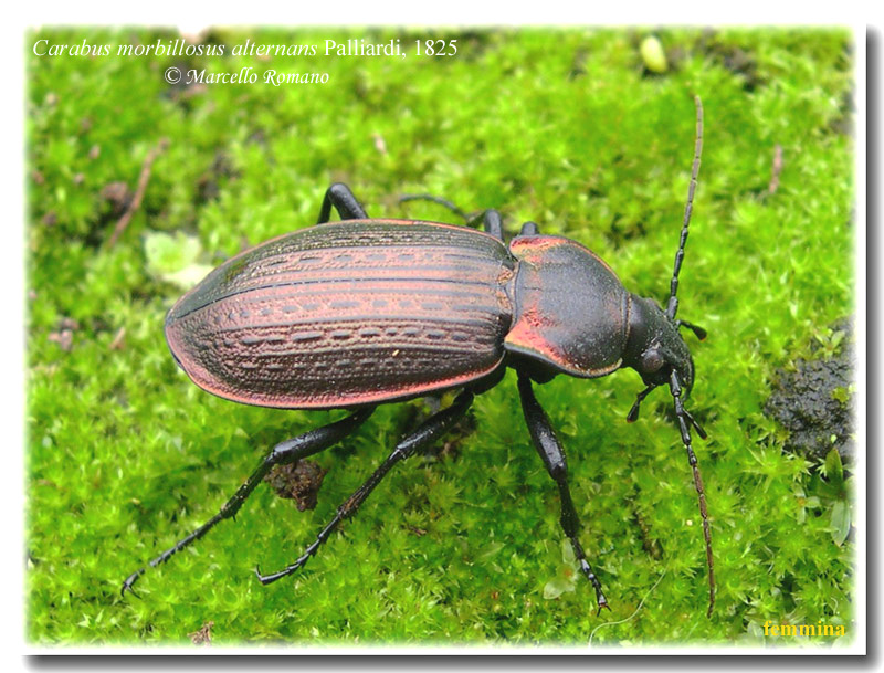 In Sicilia ancora tempo da lupi... e da Carabus morbillosus